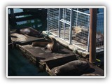 Sea Lions at Newport Harbor