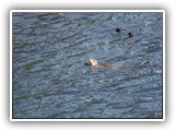 Otter at Salt Creek