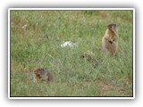 Farragut Columbian Ground Squirrel