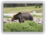 Grizzly at Grizzly & Wolf Center